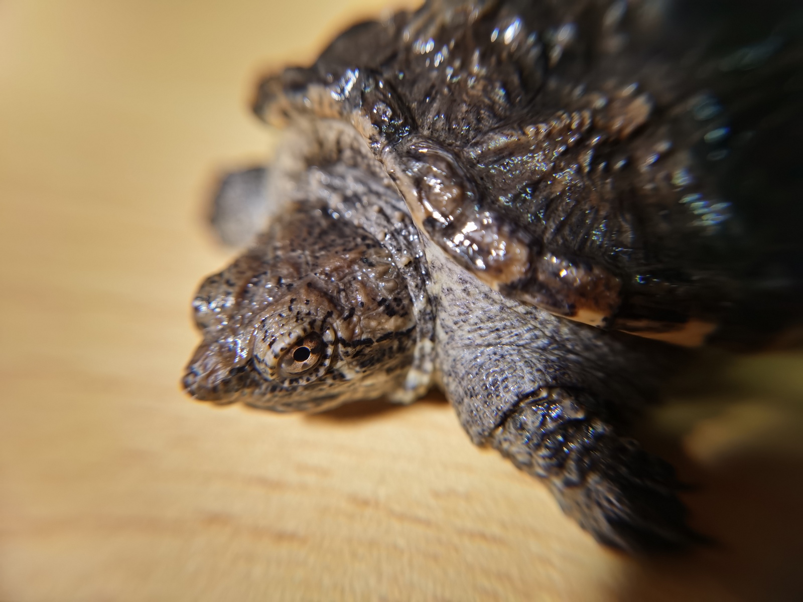 snapping-turtle-and-grass-tortoise-1.jpg